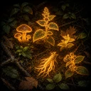 Foragers Intuition